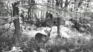 Small 6 pointer sniffing Hang Tuff Hunting Products DD Whitetail Cover/Attractant Guide