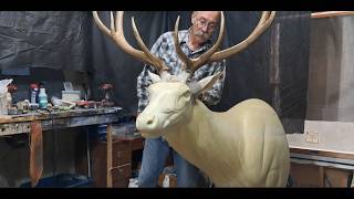 Elk 6x6 Full Shoulder Mount with brisket hide repair