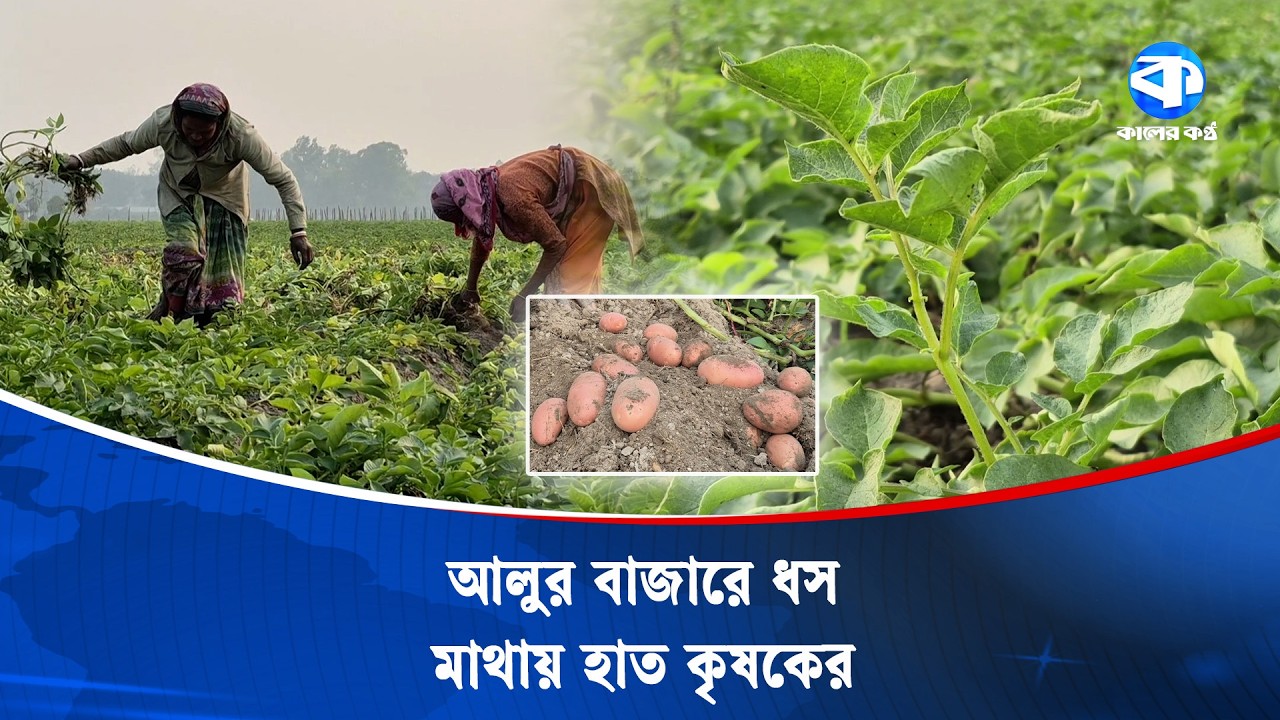 ঠাকুরগাঁওয়ে আলুর কেজি ৩ টাকা, দিশেহারা কৃষক | Thakurgaon | Kaler Kantho