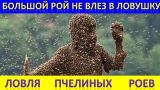 Огромный Рой Не Влез В Ловушку!  Ловля Пчелиных Роев.