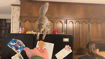 Epic slow motion squirrel jump