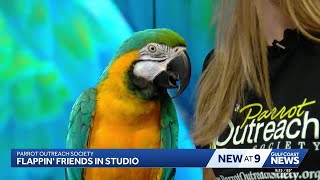 Parrot Outreach Society's Blue and Gold Macaw visits the studio
