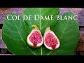 Tasting the Col De Dame Blanc Fig 2018