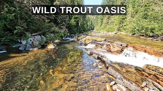 I had this wild trout oasis in Idaho to myself for 3 days!