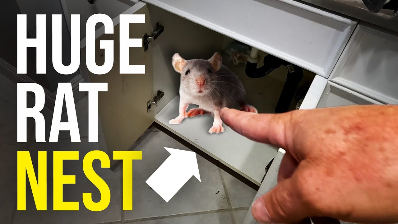 How To Get Rid Of Rats In My Attic