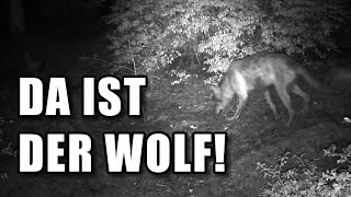 Wolf, Dachs und Co.| #Wildkamera