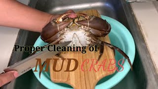 Cleaning MUD CRABS in Proper Way