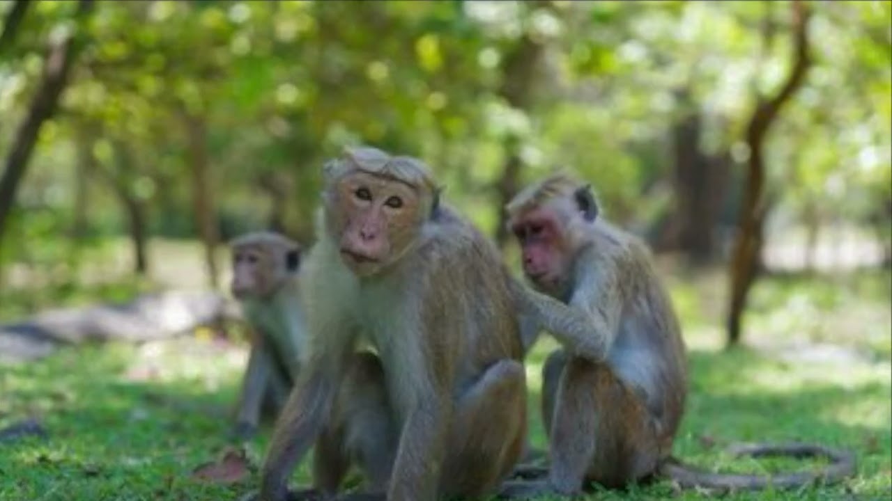 FIGHT LIKE THE 3RD MONKEY ON THE RAMP TO NOAH’S ARK…AND BROTHER, IT’S STARTING TO RAIN!