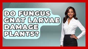 Do Fungus Gnat Larvae Damage Plants? - Insects and Invaders