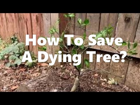 Video: Learn Why A Lime Tree Loses Leaves - Yuav Kho Lime Tree Leaf drops