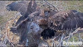 SWFL Eagles ~ E22 Flies Off Chasing Dad & Claims Fish! Intruder Follows & Takes Bath In Pond 4.14.23 Wealth