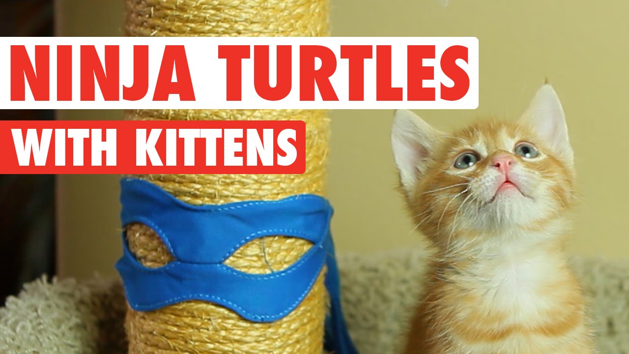 petco hours Ninja Turtles Cute Kitten Version