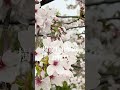 樹齢100年のお花見 #shorts #桜 #おしゃれ庭
