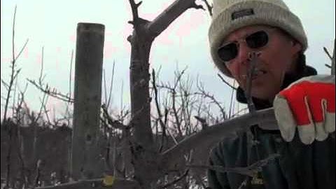 🍏 Pruning a Honeycrisp Apple Tree Part 1