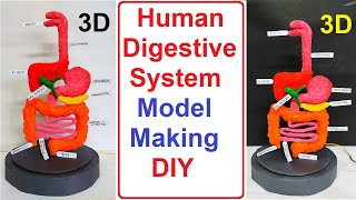 digestive system 3d working model(rotating)  science project for exhibition - diy | craftpiller
