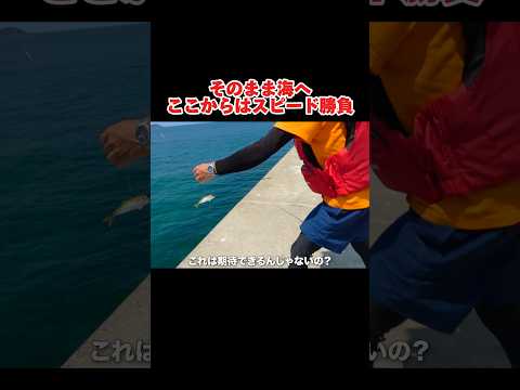 釣れた魚がまさかの魚に大変身#釣り#fishing#泳がせ釣り