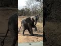 Baby elephant tries walking on two legs 🤣