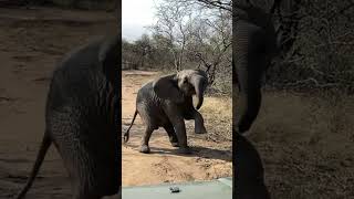 Baby Elephant Tries Walking On Two Legs 🤣