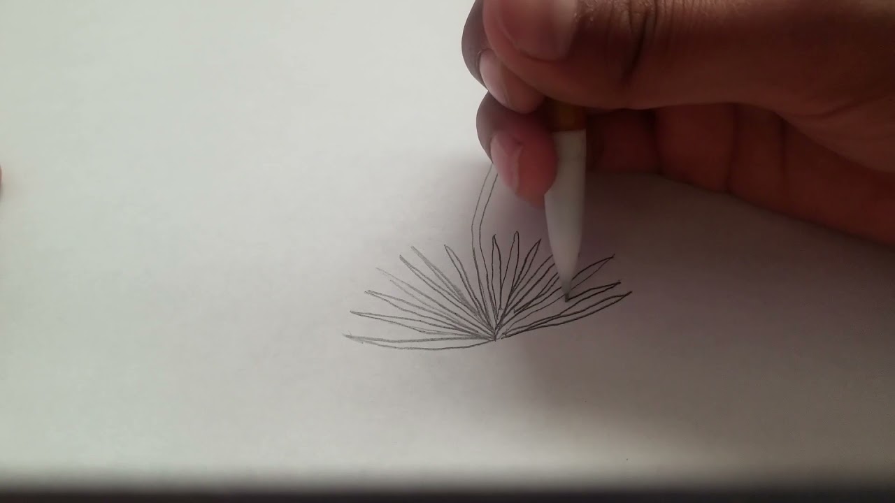 How to Draw a Yucca with Ameen YouTube