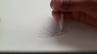 How to Draw a Yucca with Ameen New Mexico State Flower Drawing