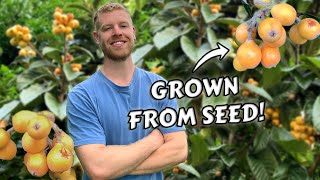 I Grew Loquat Trees From Seed and this is what happened | 0 - 6 YEARS of Growth!