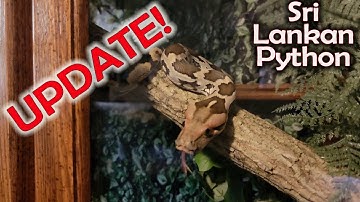 Silent Bob The Sri Lankan Python Update!  Plus Retile Show Educational Booth!