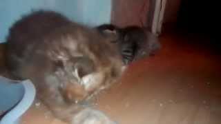 Котята 10.09.2014. Шотландские вислоухие Котята 10.09.2014. Шотландские вислоухие
