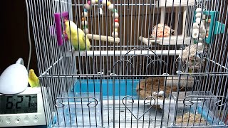 セキセイインコたまちゃん。本日のたまぽん産卵抱卵するインコ。ライブ配信。チャンネル登録よろしく！2020/08/09:am