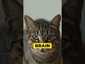 Cats gone wild #catlife #funnycats #pets