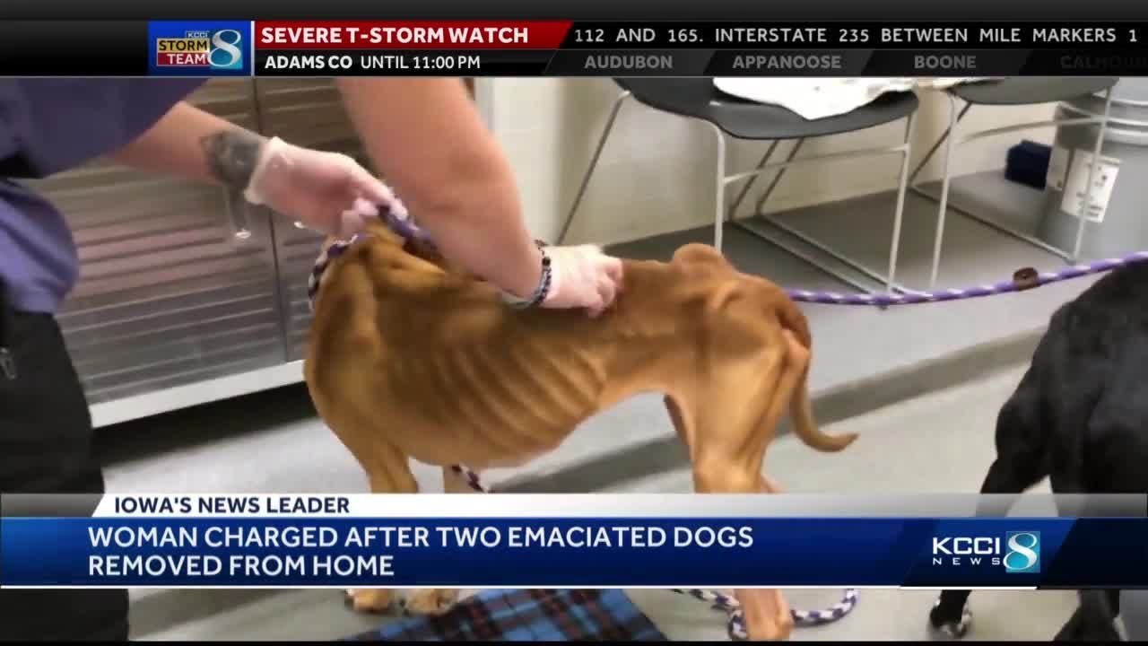 Woman accused of starving two dogs faces new animal neglect charge ...