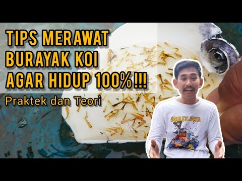 TIPS MERAWAT BURAYAK IKAN KOI. BISA HIDUP 100% | KOI HOME BREEDING (Part 2)