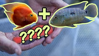 Seeing THIS Changed My Mind About Hybrid Aquarium Fish!