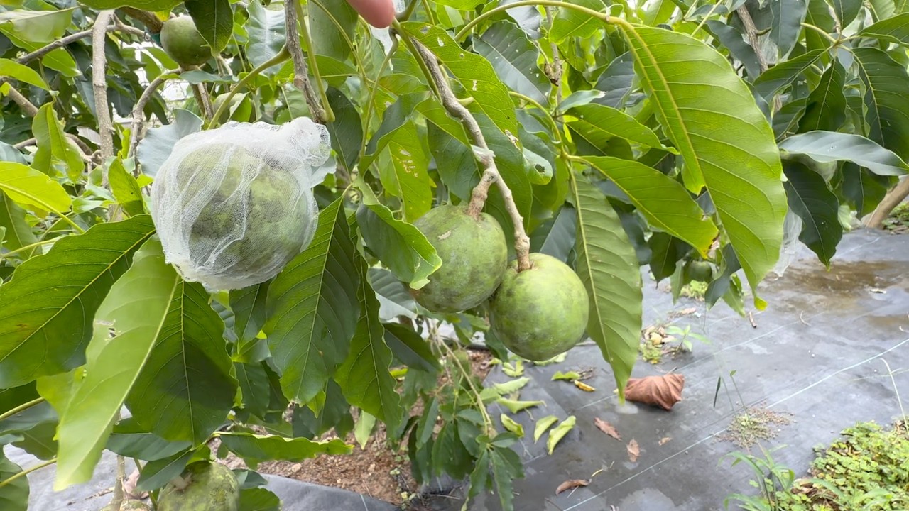 mikan農園 Members Only] A Look at the Experimental Orchard - YouTube