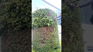Amazing Pruning Methods For Large Plants