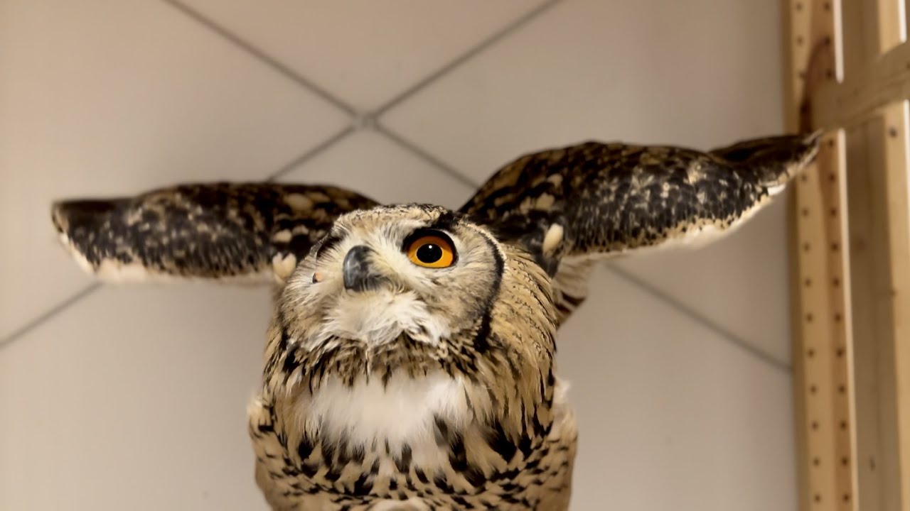 #755 天使の羽が生えたフクロウ Owl with angel wings【ベンガルワシミミズク】 - YouTube