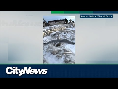 Buffalo couple rescues seagulls trapped in ice