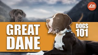 Discover GREAT DANE Dogs - 101 Guide by Animals101 259 views 1 year ago 2 minutes, 28 seconds