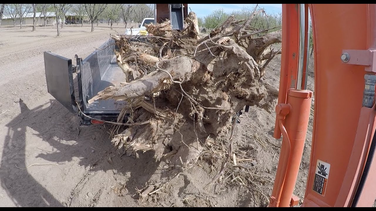 KUBOTA U25 EXCAVATOR DIGGING OUT MASSIVE STUMP AND LOADING ONTO DUMP TRAILER
