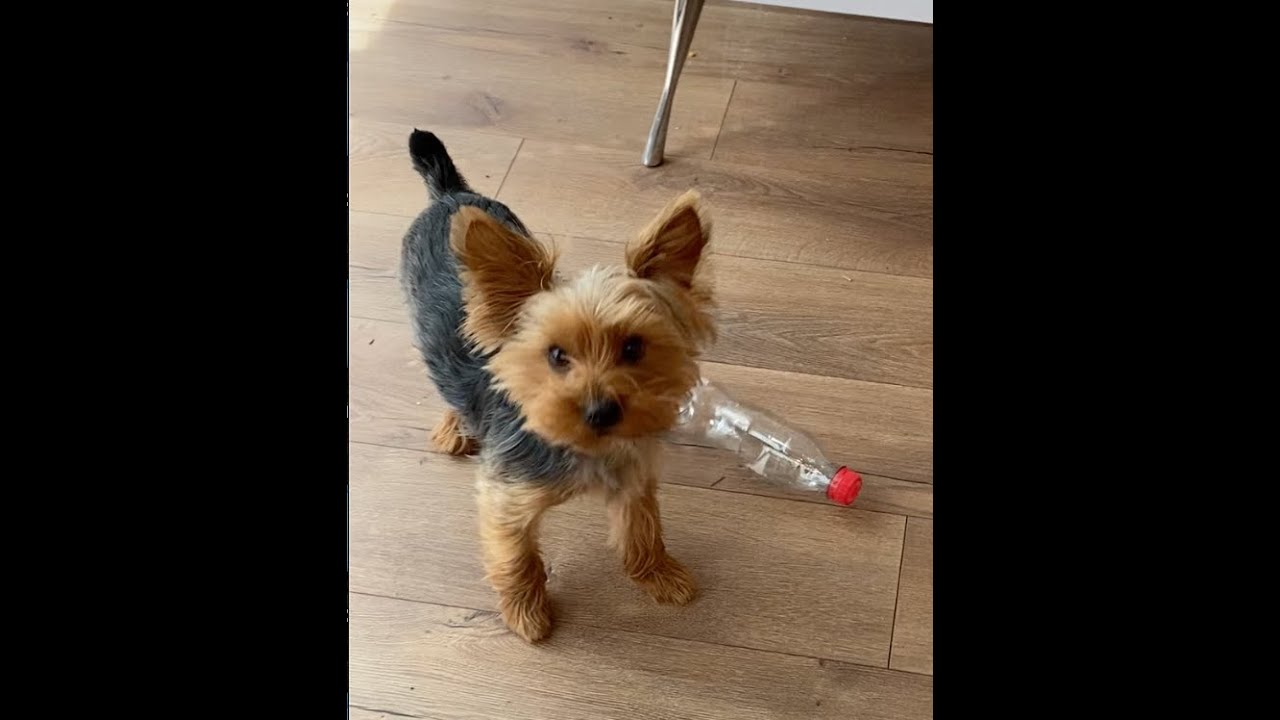 Wait, Is My Yorkie Trying to Get My Attention?! 😂🐶 Watch This! - YouTube