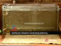 Sabarimala News Guppy Fish identify