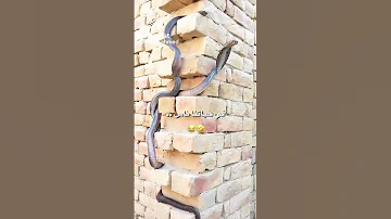 فى حياتنا ناس هما الأساس 