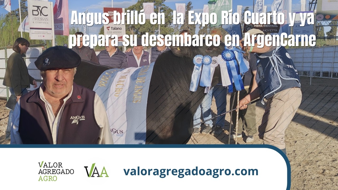 🐂 Angus fue protagonista de una intensa jornada de juras en la Expo Rural de Río Cuarto.