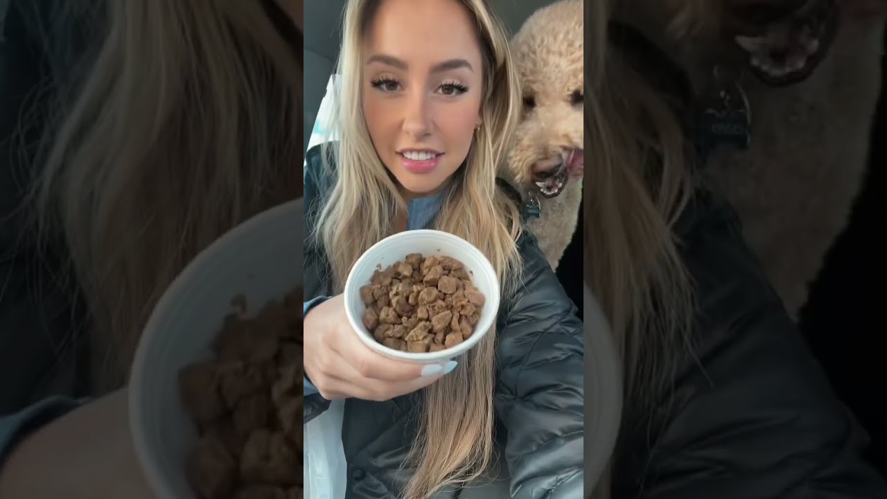 Spoiled Meter Approaching Red Goldendoodle Dogs