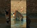 Enjoy the majestic walk of the tigress #tigers #tigress #kabini #jungle