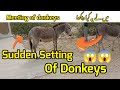 Sudden meeting of donkeys in my village dont skip still end watch full and enjoydonkey