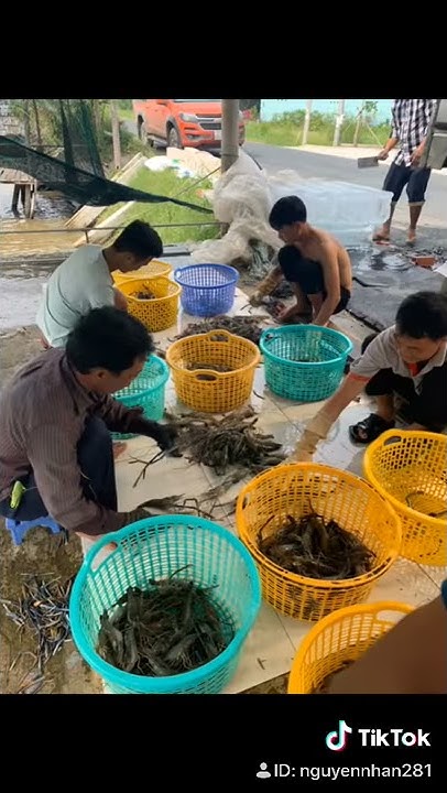 Nguyên nhân tôm đông lạnh bị cháy lạnh