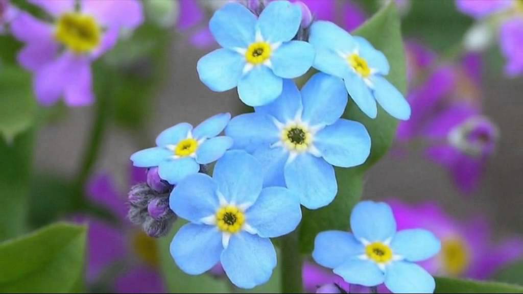 忘れな草をあなたに  健康歌声カラオケ