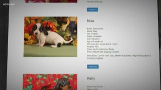BBB warns of puppy scams this holiday season