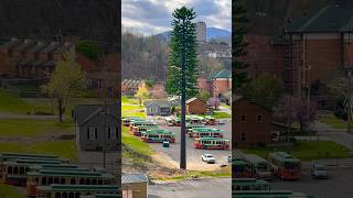 Cell Phone Tower Disguised As A Tree! #tree #cellphone #phone