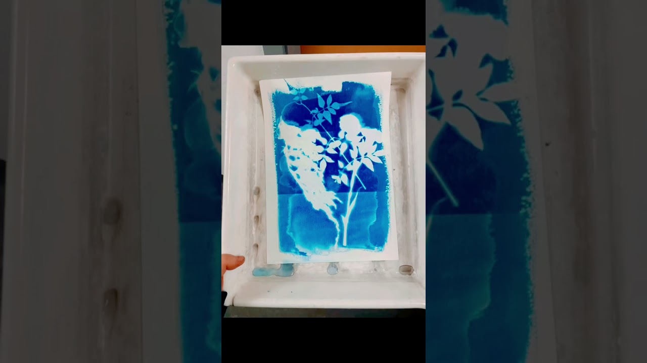 #Cyanotypes